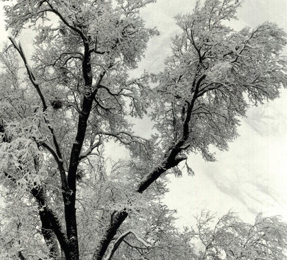 Ansel Adams Oak Tree, Snowstorm, Yosemite National Park, California () 36" X