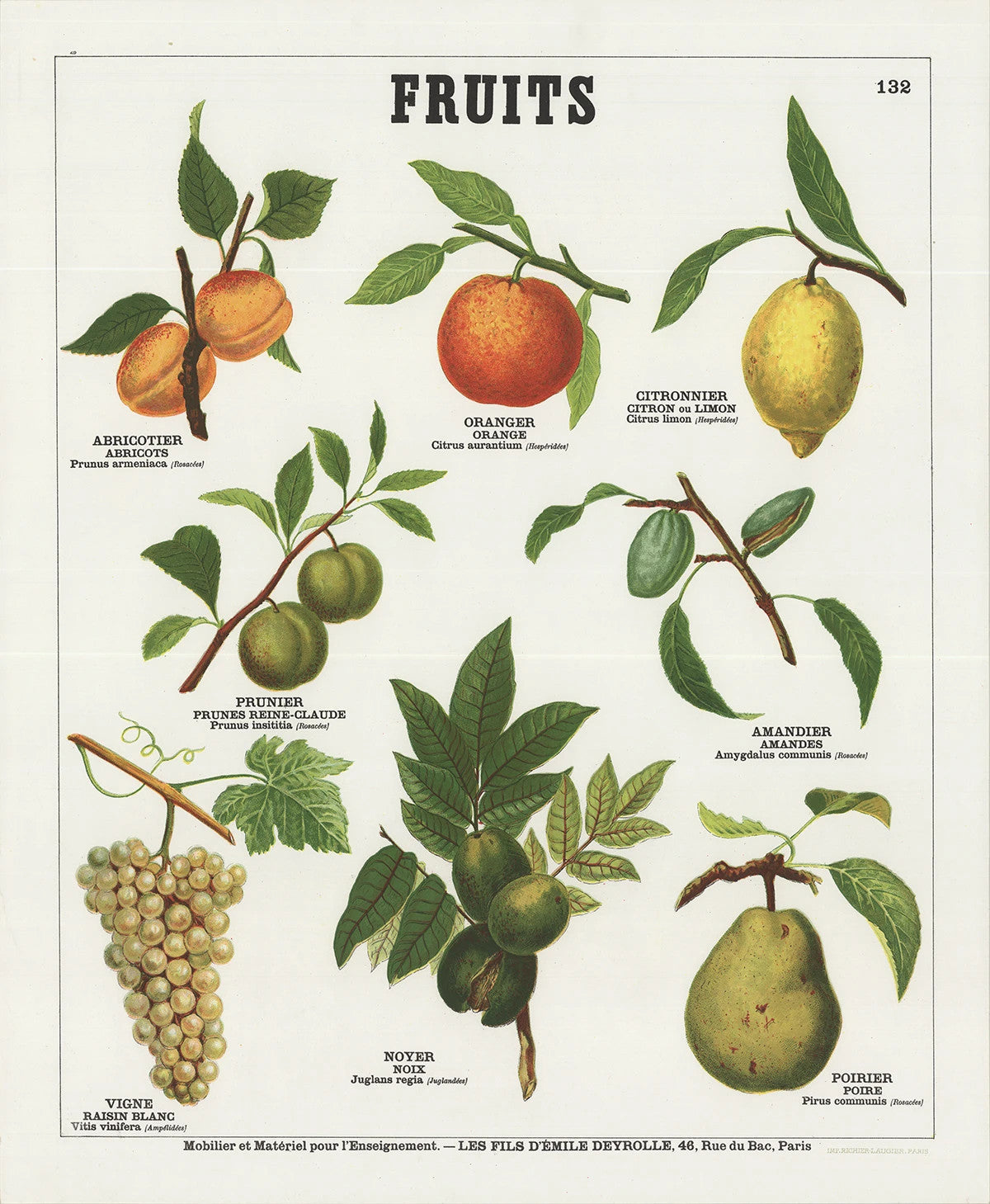 Emile Deyrolle Fruits (French) " Lithograph Vintage Green, Multic