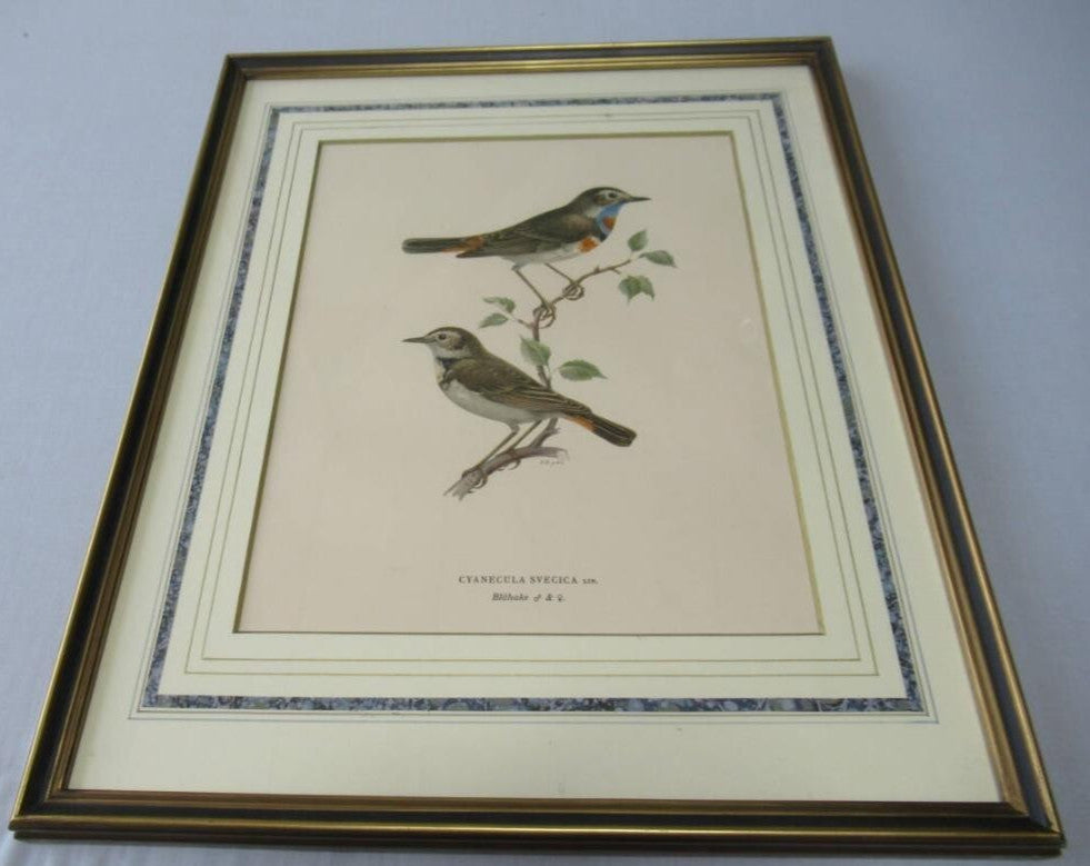 Henry Eeles Dresser "Cyanecula Svecica" 1871 Hand-Colored Bird Lithograph Framed