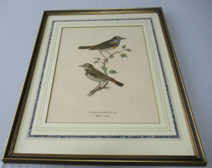 Henry Eeles Dresser "Cyanecula Svecica" 1871 Hand-Colored Bird Lithograph Framed