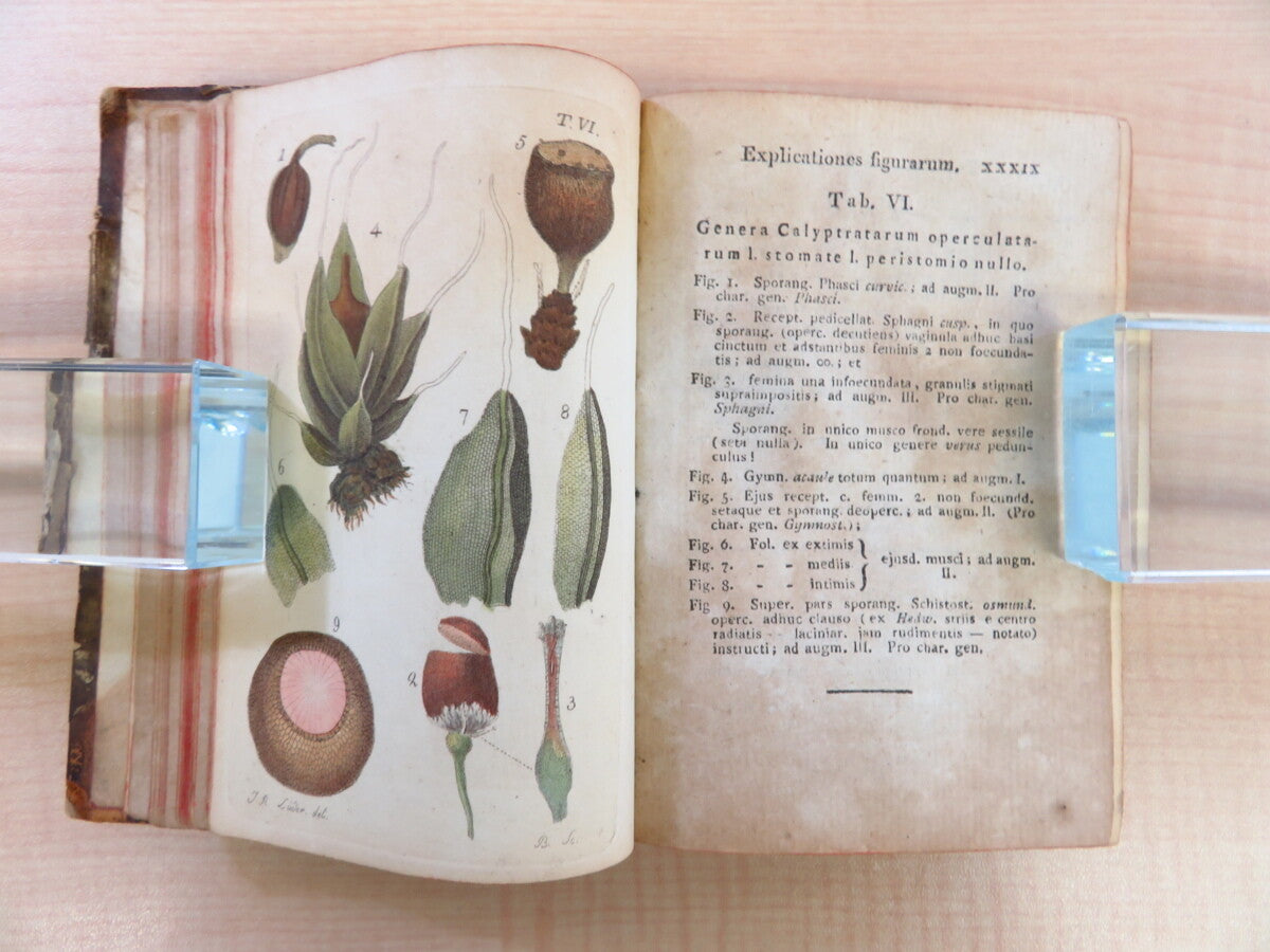 Friedrich Weber ?Botanisches Taschenbuch Auf Das Jahr 1807?Rare Botanical Book