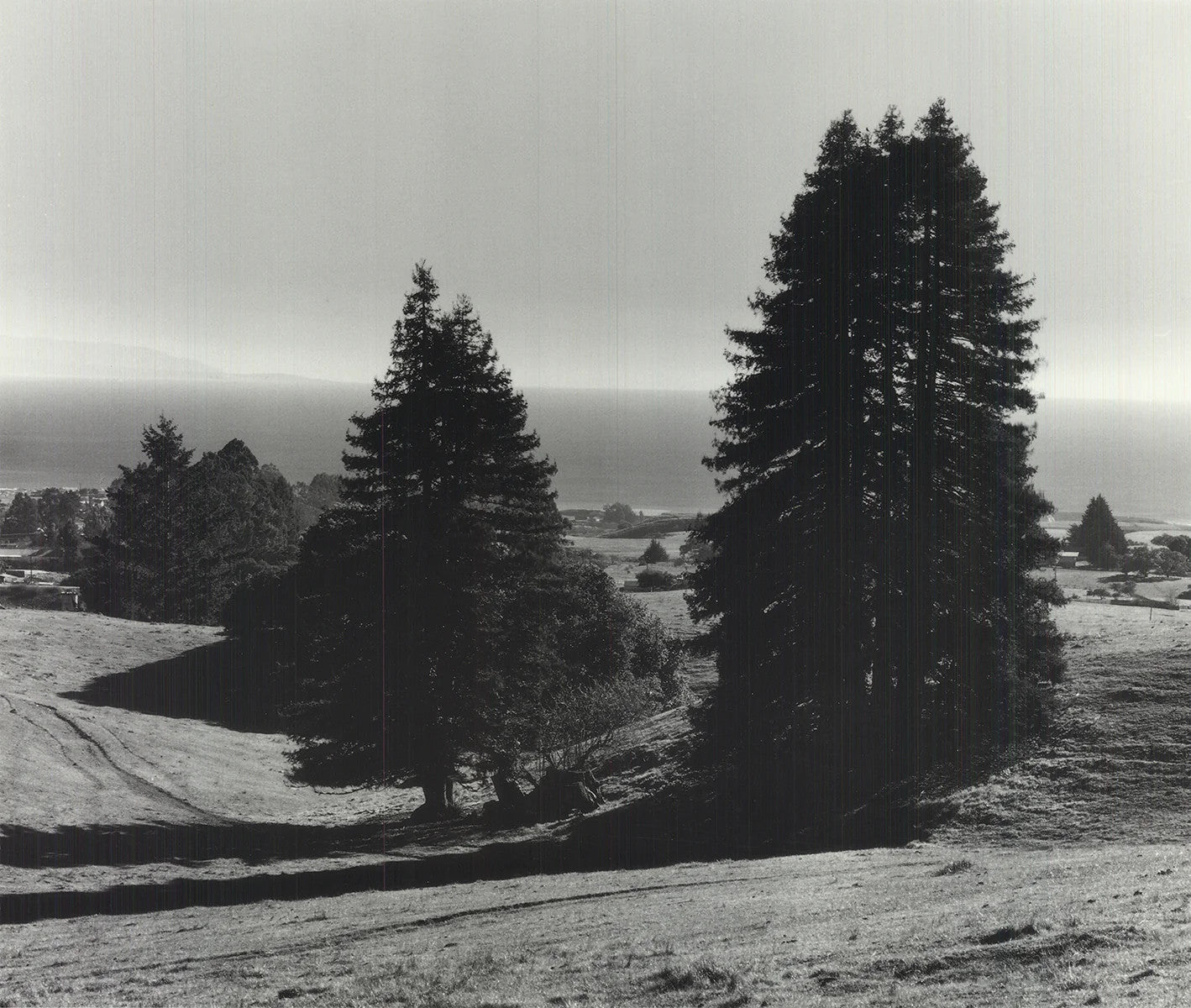 Ansel Adams Pinetrees, Seashore " Offset Lithograph Photography