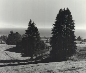 Ansel Adams Pinetrees, Seashore 