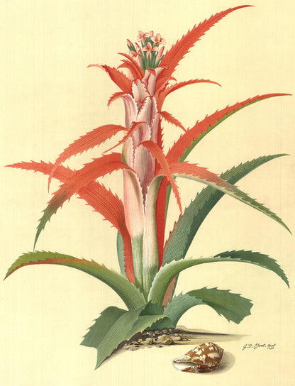 Georg Dionysius Ehret Flower Books And Paintings From The Plesch Botanical Found