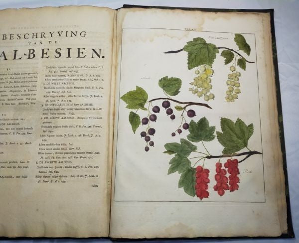 1763 Knoop Fructologia Dutch First Edition Hand-Colored Plates Complete Rare