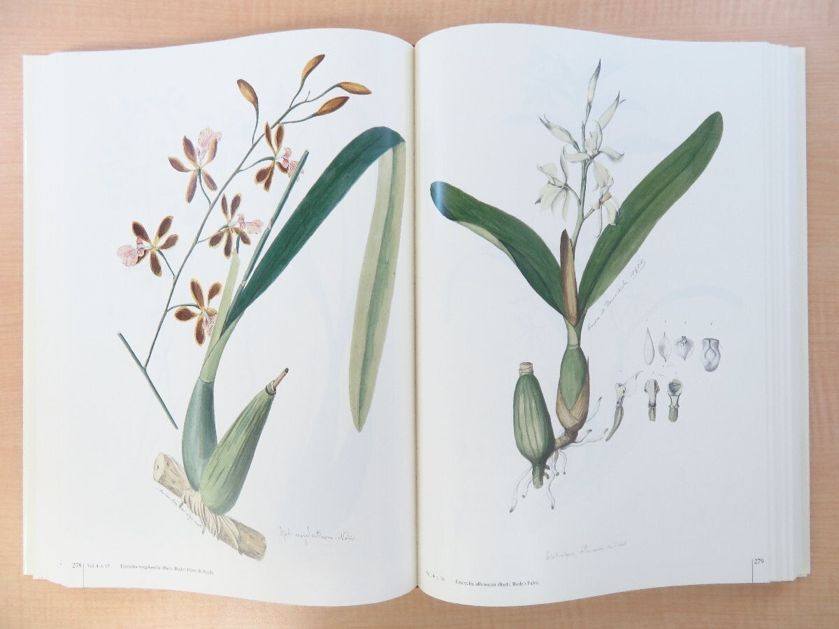 Joao Barbosa Rodrigues :Iconographie Des Orchides