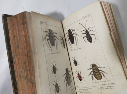 Tigny Histoire Naturelle Des Insectes Vol 4 Paris 1813 Handcolored Plates Rare