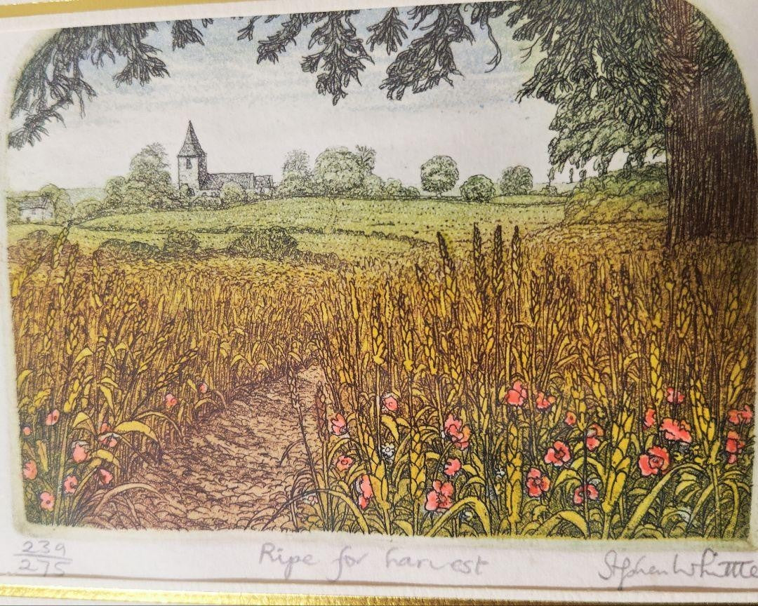 Stephen Whittle "Ripe For Harvest" Etching Signed Limited 239/275 Framed Uk Land