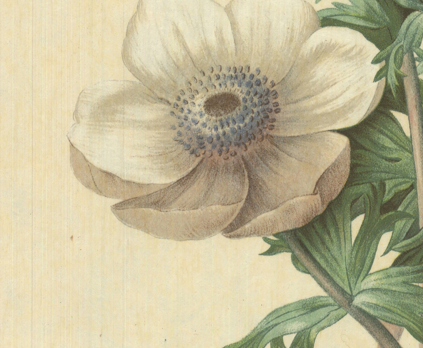 Pierre-Joseph Redoute Anemone Simplex " Lithograph Modernism Whit