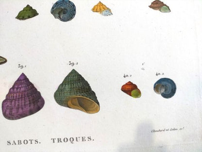 Napoleon Egypt Description De Legypte 1817 Savigny Shells Plate 5 Hand Colored