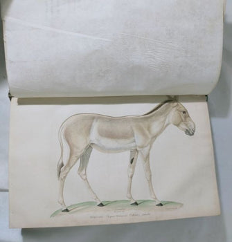 Isidore Geoffroy Saint-Hilaire Essais Zoologie Generale 1841 W Handcolored Plate