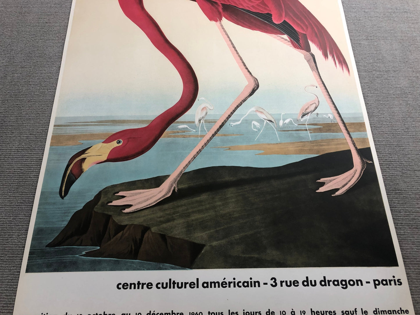 John James Audubon American Flamingo " Lithograph Modernism Par