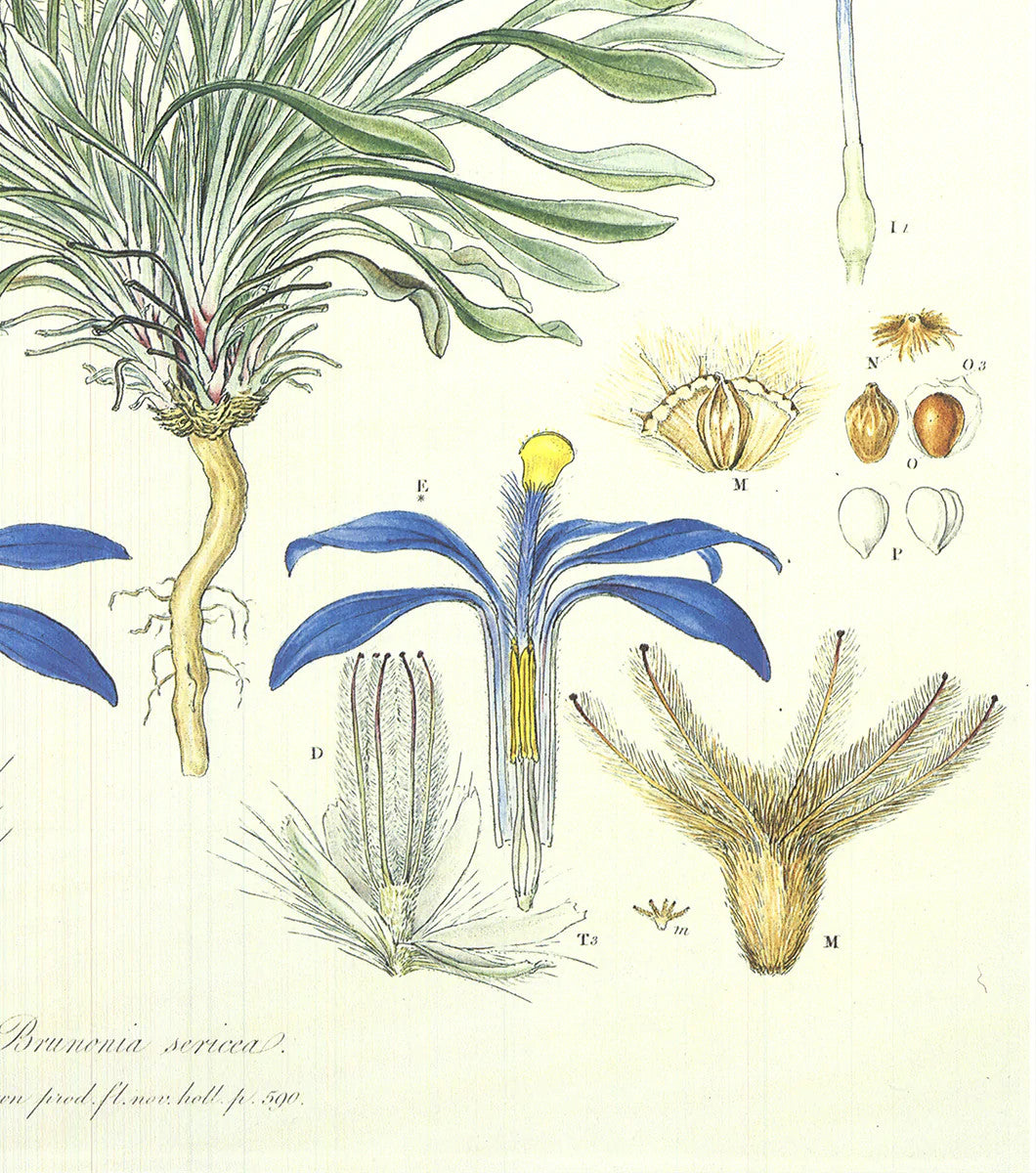 Ferdinand Bauer Illustrations Of The Flora Of New Holland " Offset Litho