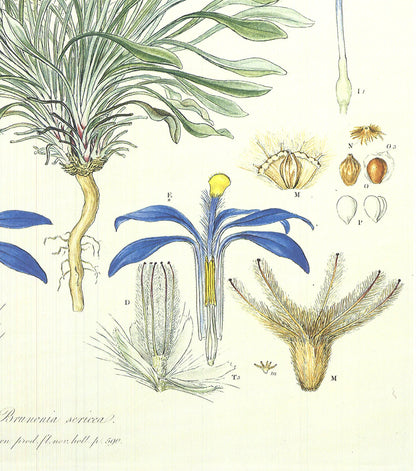 Ferdinand Bauer Illustrations Of The Flora Of New Holland " Offset Litho