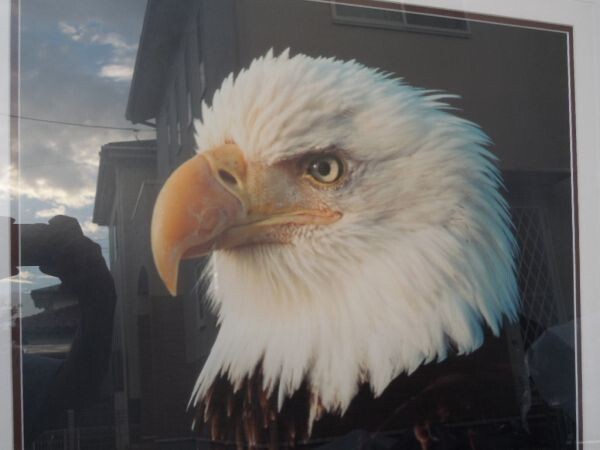 Thomas Mangelsen "Bald Eagle" Signed Original