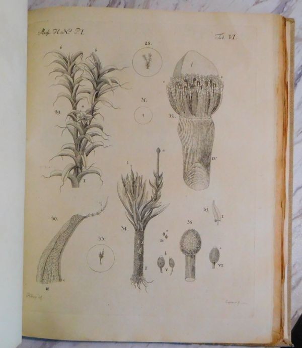 Johannes Hedwig Fundamentum Historiae Naturalis Muscorum Frondosorum 1782 1St Ed