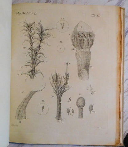 Johannes Hedwig Fundamentum Historiae Naturalis Muscorum Frondosorum 1782 1St Ed