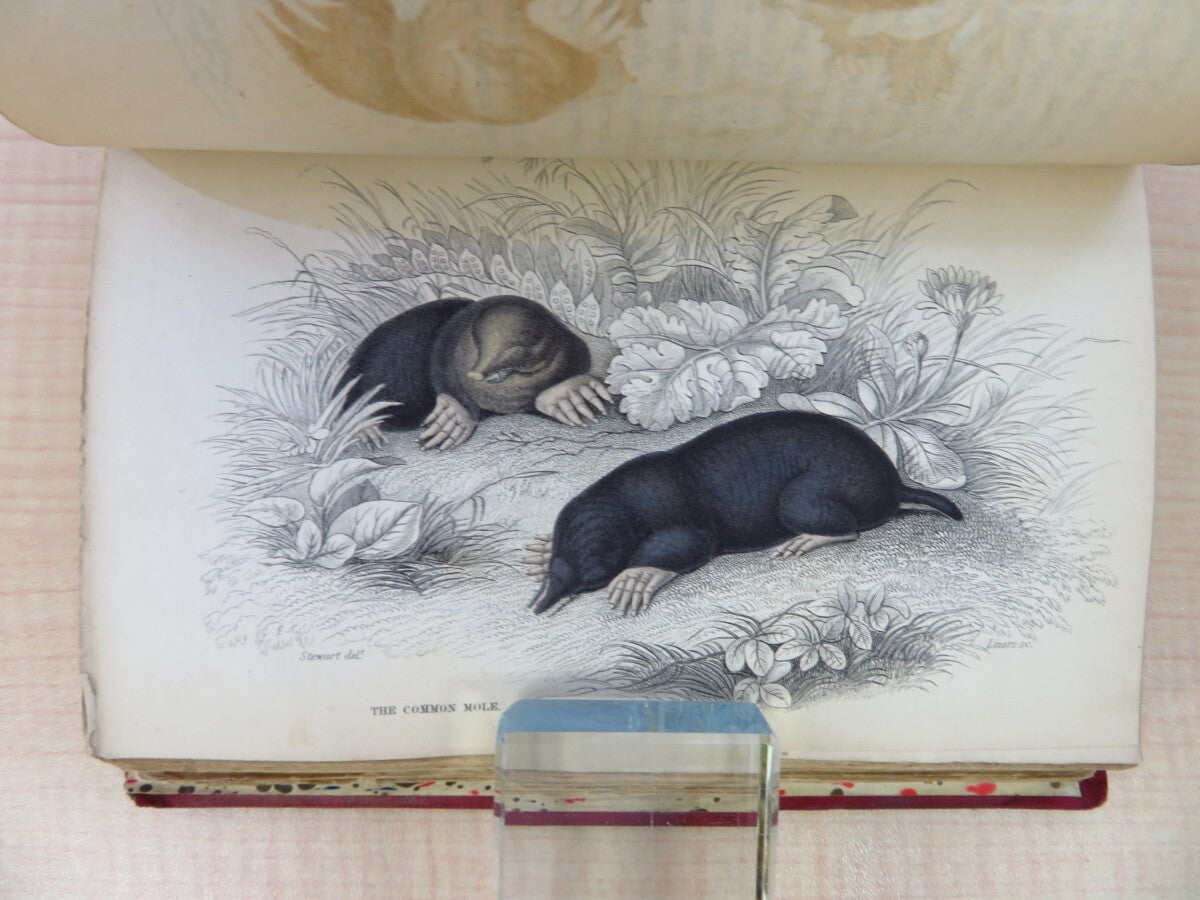 William Jardine The Naturalist'S Library. Vol Xvii. Mammalia: British Quadrupeds