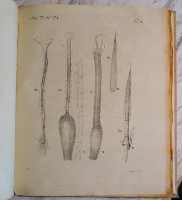 Johannes Hedwig Fundamentum Historiae Naturalis Muscorum Frondosorum 1782 1St Ed