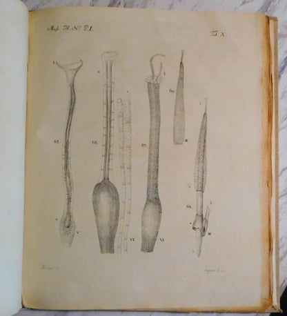 Johannes Hedwig Fundamentum Historiae Naturalis Muscorum Frondosorum 1782 1St Ed