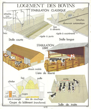 Emile Deyrolle Logement Des Bovins 