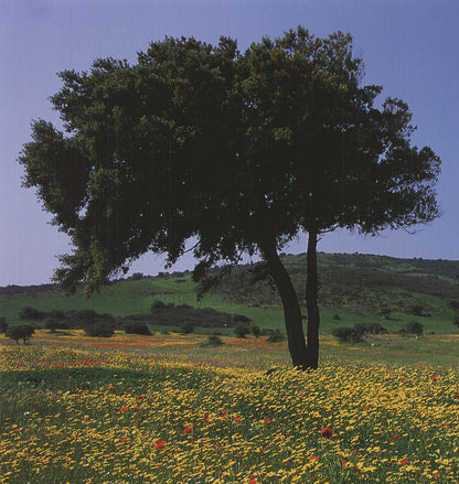 Archiv Kiedrowski Tuscany, Italy " Offset Lithograph