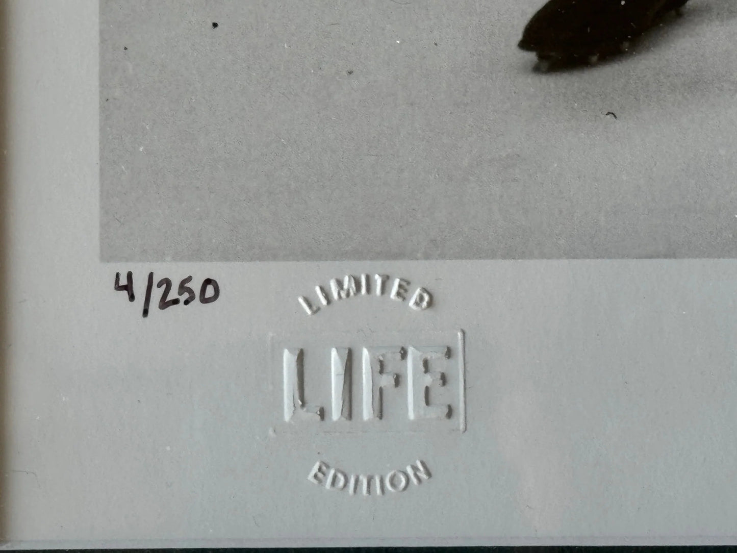 1961 Top Quarterbacks Of National Pro Teams 16X20 Photo