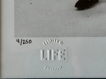 1961 Top Quarterbacks Of National Pro Teams 16X20 Photo