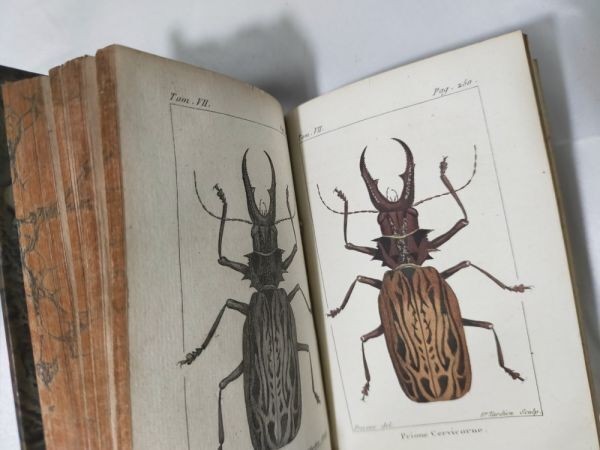 1813 Histoire Naturelle Des Insectes Tome Vii Hand Colored Engravings De Tigny