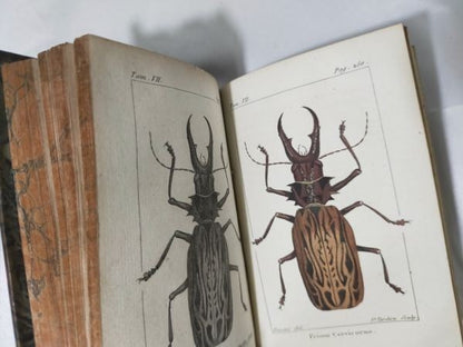 1813 Histoire Naturelle Des Insectes Tome Vii Hand Colored Engravings De Tigny