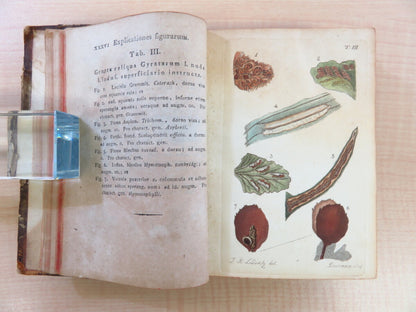 Friedrich Weber ?Botanisches Taschenbuch Auf Das Jahr 1807?Rare Botanical Book
