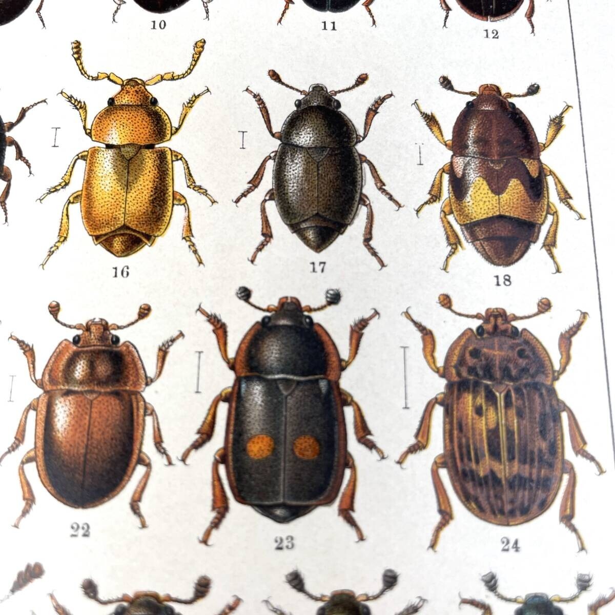 Atlas brouku by Frantiek Klaplek, 1903, Czech Beetle Atlas, Full-Color