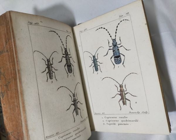 1813 Histoire Naturelle Des Insectes Tome Vii Hand Colored Engravings De Tigny
