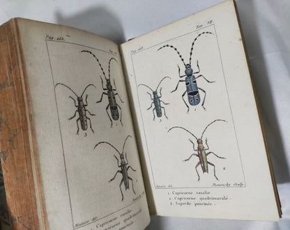1813 Histoire Naturelle Des Insectes Tome Vii Hand Colored Engravings De Tigny