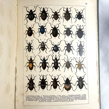 Atlas Brouku By Frantiek Klaplek, 1903, Czech Beetle Atlas, Full-Color