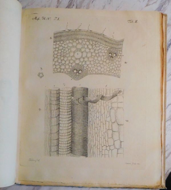 Johannes Hedwig Fundamentum Historiae Naturalis Muscorum Frondosorum 1782 1St Ed