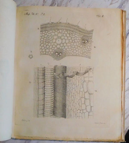 Johannes Hedwig Fundamentum Historiae Naturalis Muscorum Frondosorum 1782 1St Ed