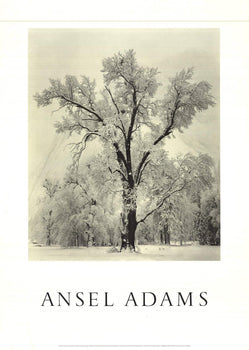 Ansel Adams Oak Tree Snowstorm Yosemite Valley California 
