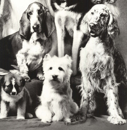 Howard Bernman Family Of Dog " Offset Lithograph Photography