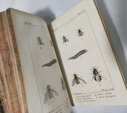 1813 Histoire Naturelle Des Insectes Tome Ix De Tigny Hand-Colored Plates Buffon