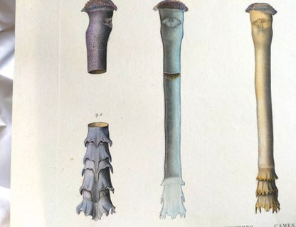 Napoleon Egypt Description De Legypte 1817 Savigny Mollusques Hand Colored Rare