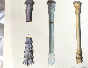 Napoleon Egypt Description De Legypte 1817 Savigny Mollusques Hand Colored Rare