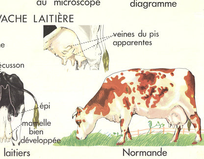 Emile Deyrolle Le Bovins (Production) " Offset Lithograph Conte