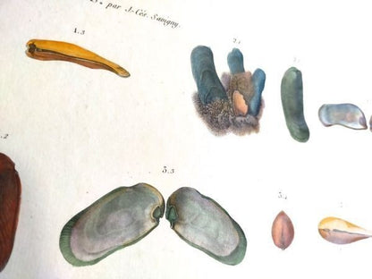 Napoleon Egypt Description De Legypte 1817 Savigny Mollusques Hand Colored Rare