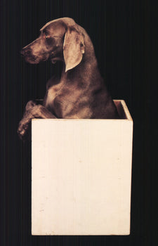 William Wegman In The Box (Right) 