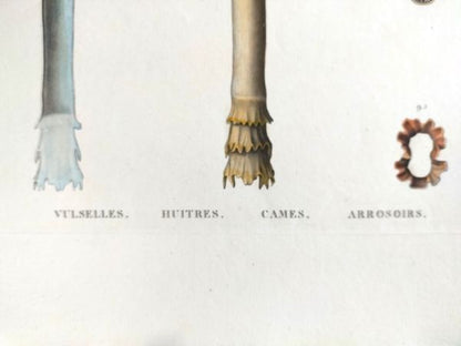Napoleon Egypt Description De Legypte 1817 Savigny Mollusques Hand Colored Rare