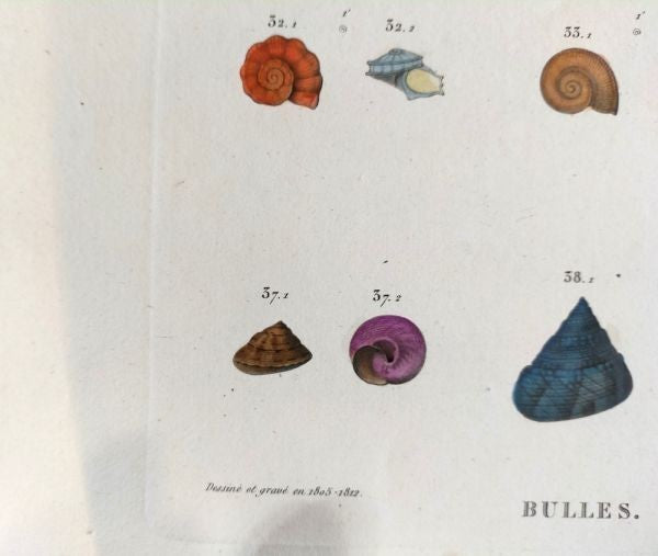 Napoleon Egypt Description De Legypte 1817 Savigny Shells Plate 5 Hand Colored