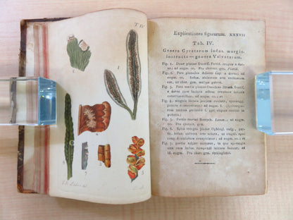 Friedrich Weber ?Botanisches Taschenbuch Auf Das Jahr 1807?Rare Botanical Book