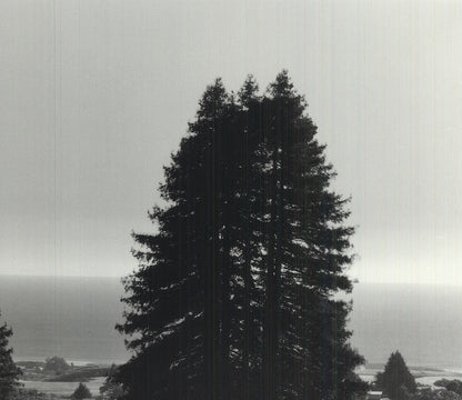 Ansel Adams Pinetrees, Seashore " Offset Lithograph Photography