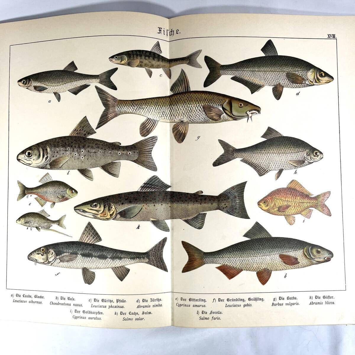 1886 Natural History By Dr. G.H. V. Schubert, 1St Amphibians, Fish, Insects